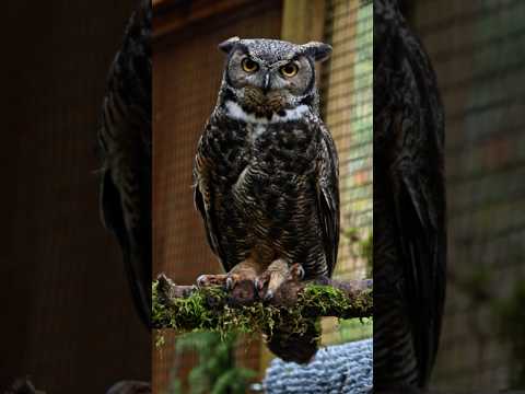 Finding Inspiration at the Bird Alliance of Oregon